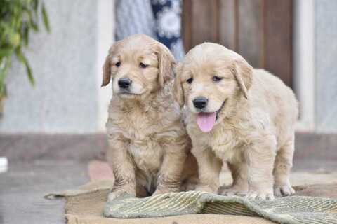 Dogs for sale deals in electronic city