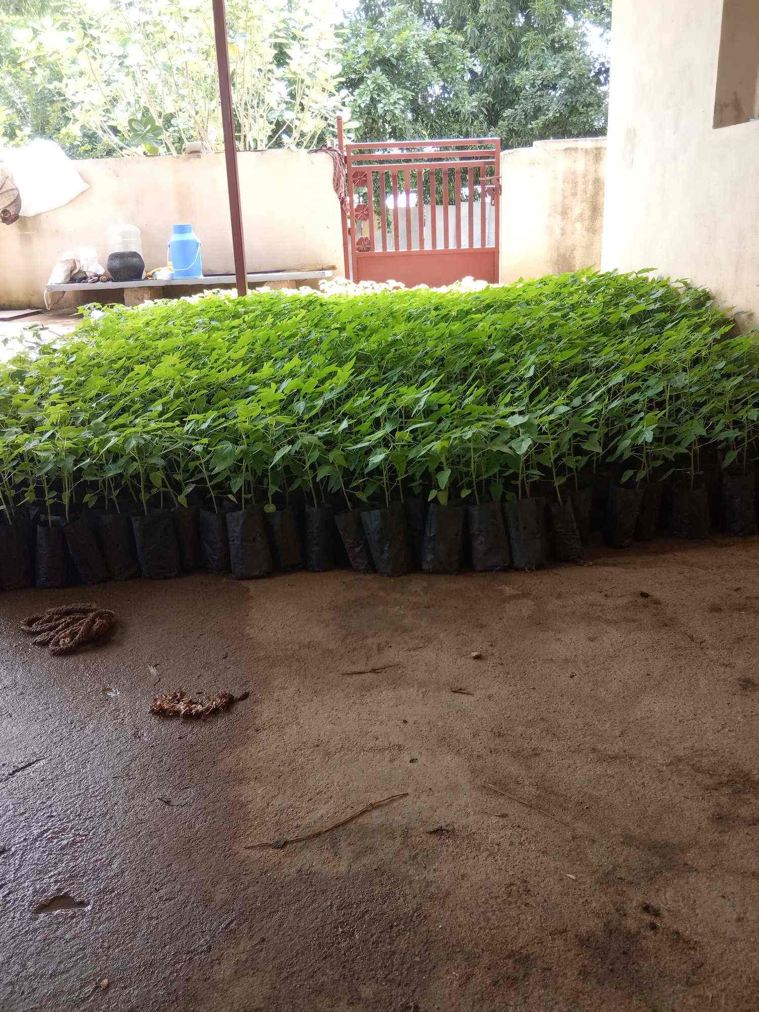 Tractors And Farm Equipment Ltd, Doddaballapur Tractor Dealers in