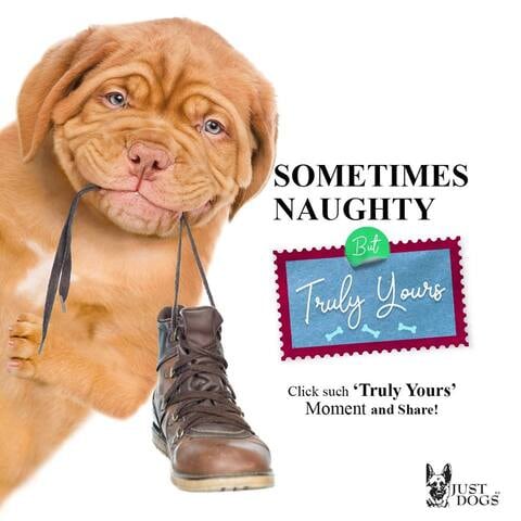 Top Pet Food Home Delivery in Bangalore Justdial