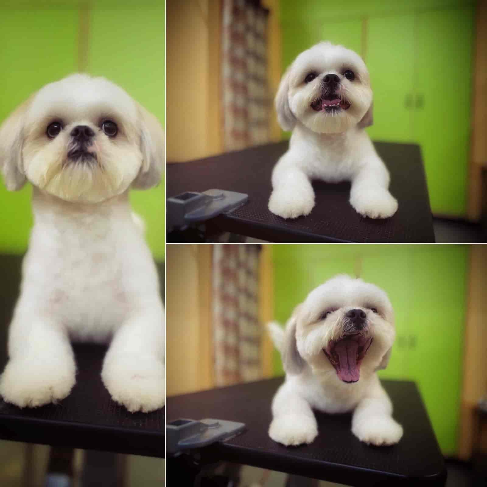 Royal Pet Care in Jp Nagar 7th Phase,Bangalore Best Kennel Service in Bangalore Justdial