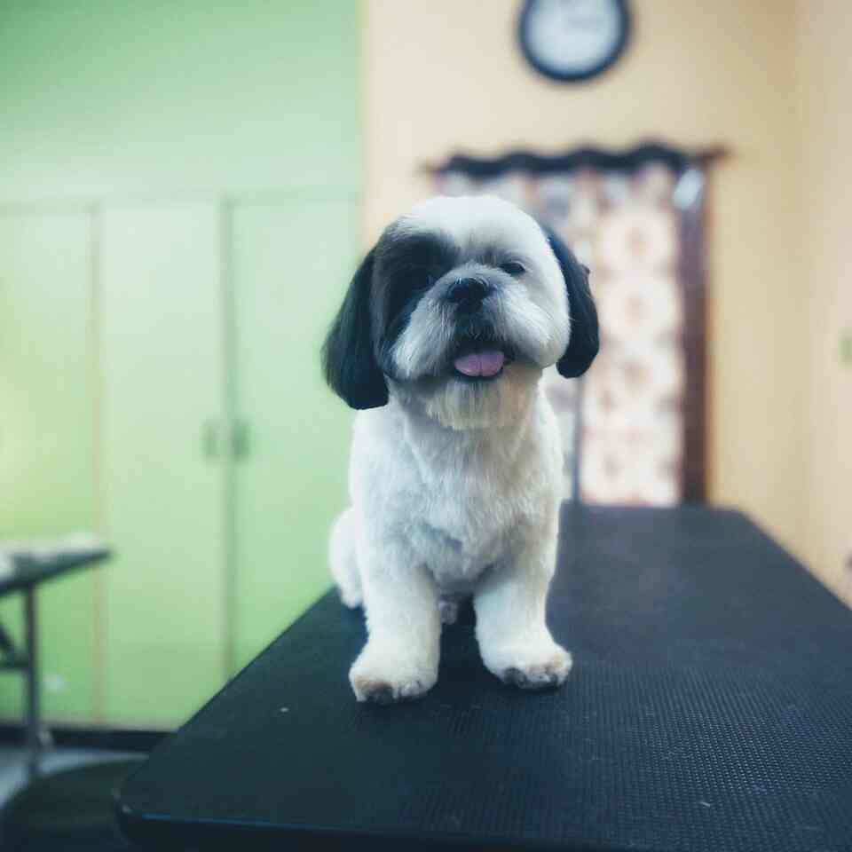 Royal Pet Care in Jp Nagar 7th Phase,Bangalore Best Kennel Service in Bangalore Justdial