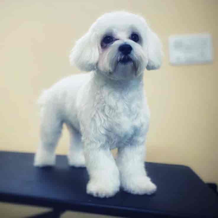 Royal Pet Care in Jp Nagar 7th Phase,Bangalore Best Kennel Service in Bangalore Justdial