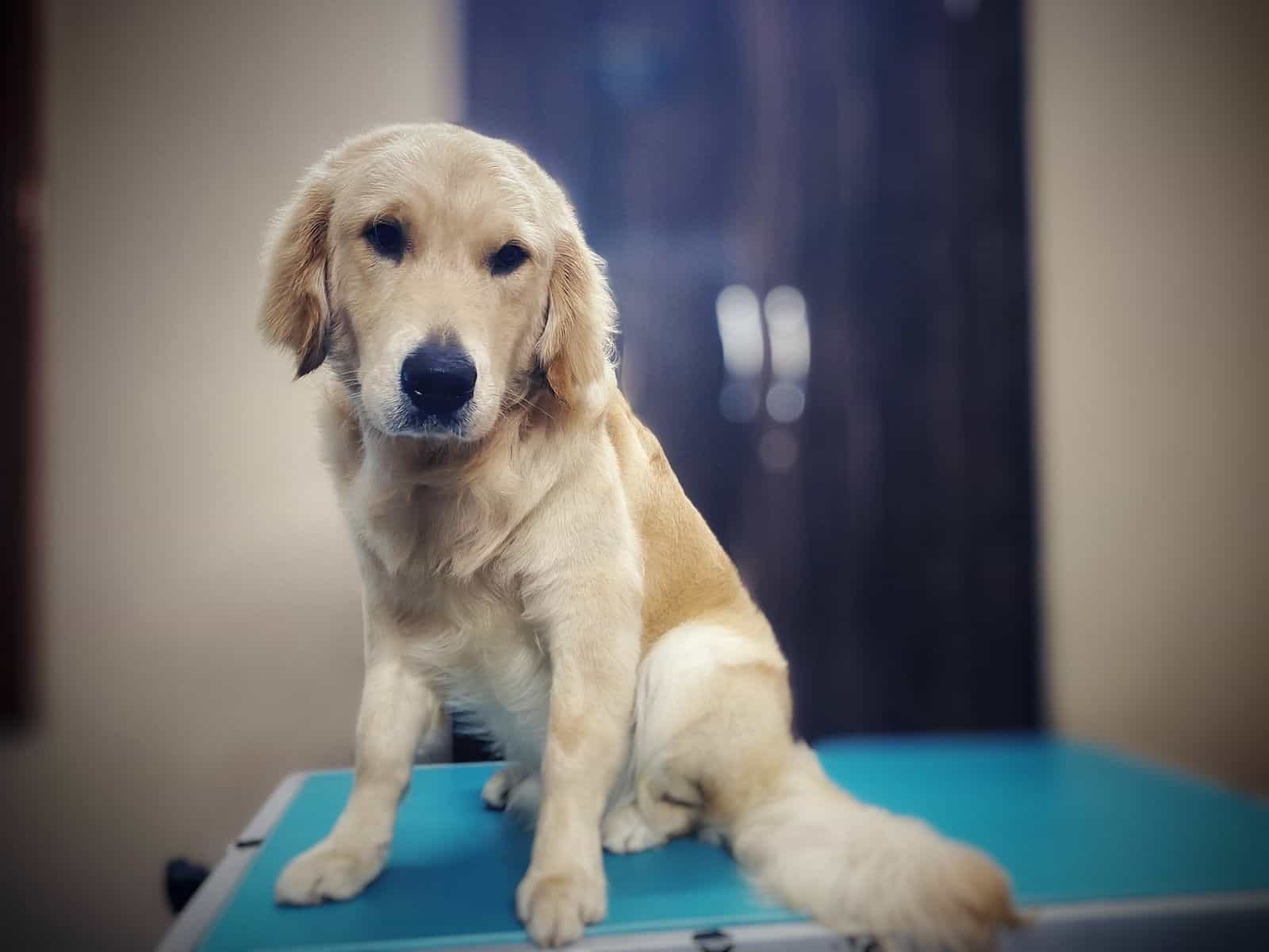 Royal Pet Care in Jp Nagar 7th Phase,Bangalore Best Kennel Service in Bangalore Justdial