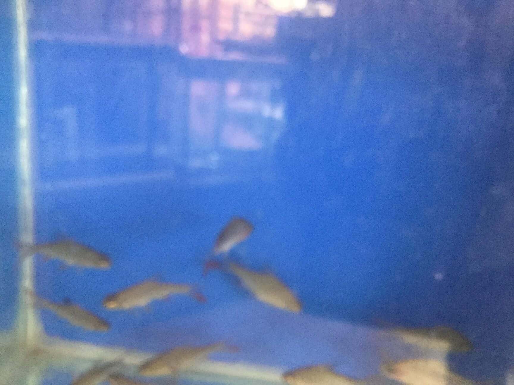 Shoppers Pet Shop And Aquariums in Sahakara Nagar Bangalore Best