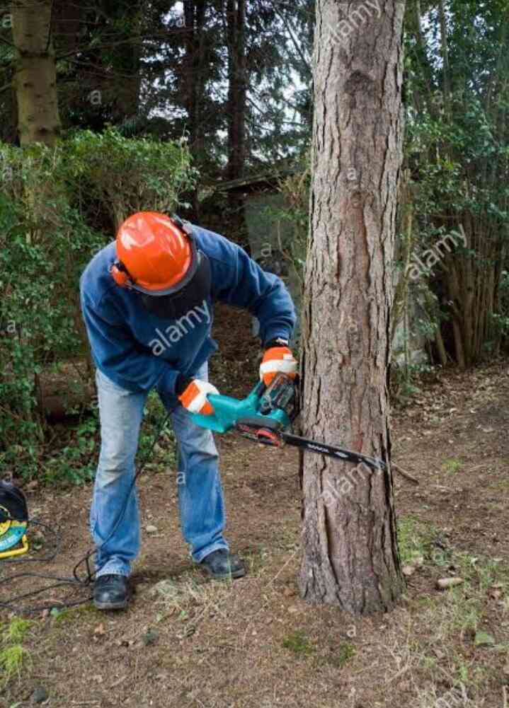 Top Tree Cutting Services in Ranganathapura Best Tree Trimming