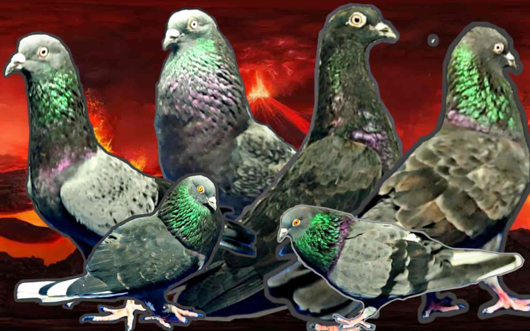 Pigeon and bird outlet pet shop