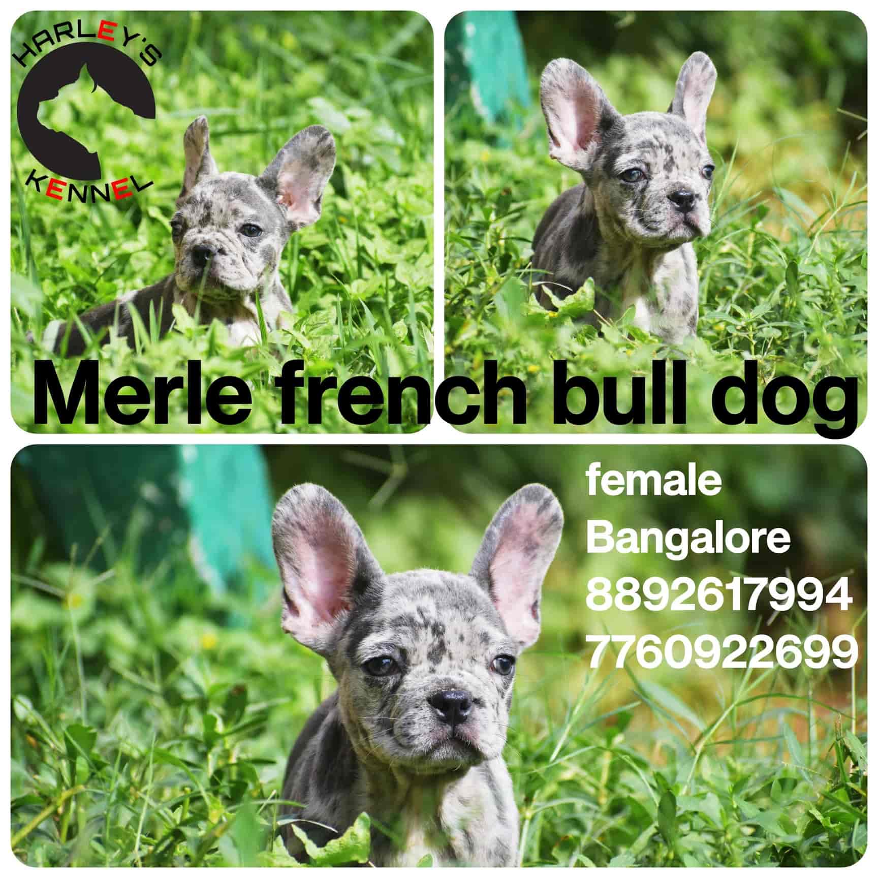Top Pet Shops For Puppies in Indiranagar Best Pet Stores For