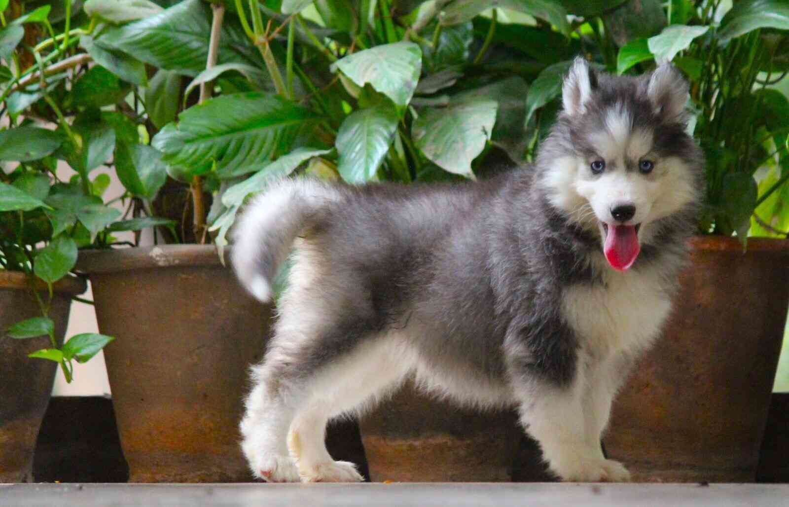 Quality Pets in Kamakshipalya,Bangalore Best Pet Shops For Dog in