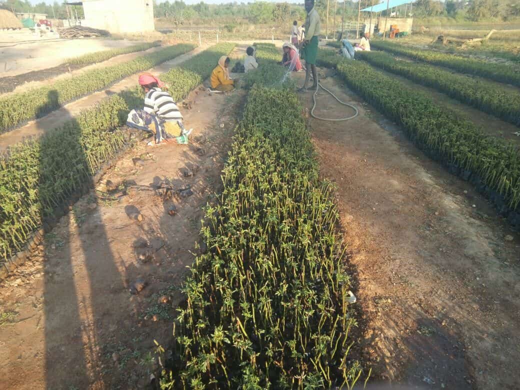 Varshini Plants & Flowers, Hsr Layout Sector 2 Plant Nurseries in