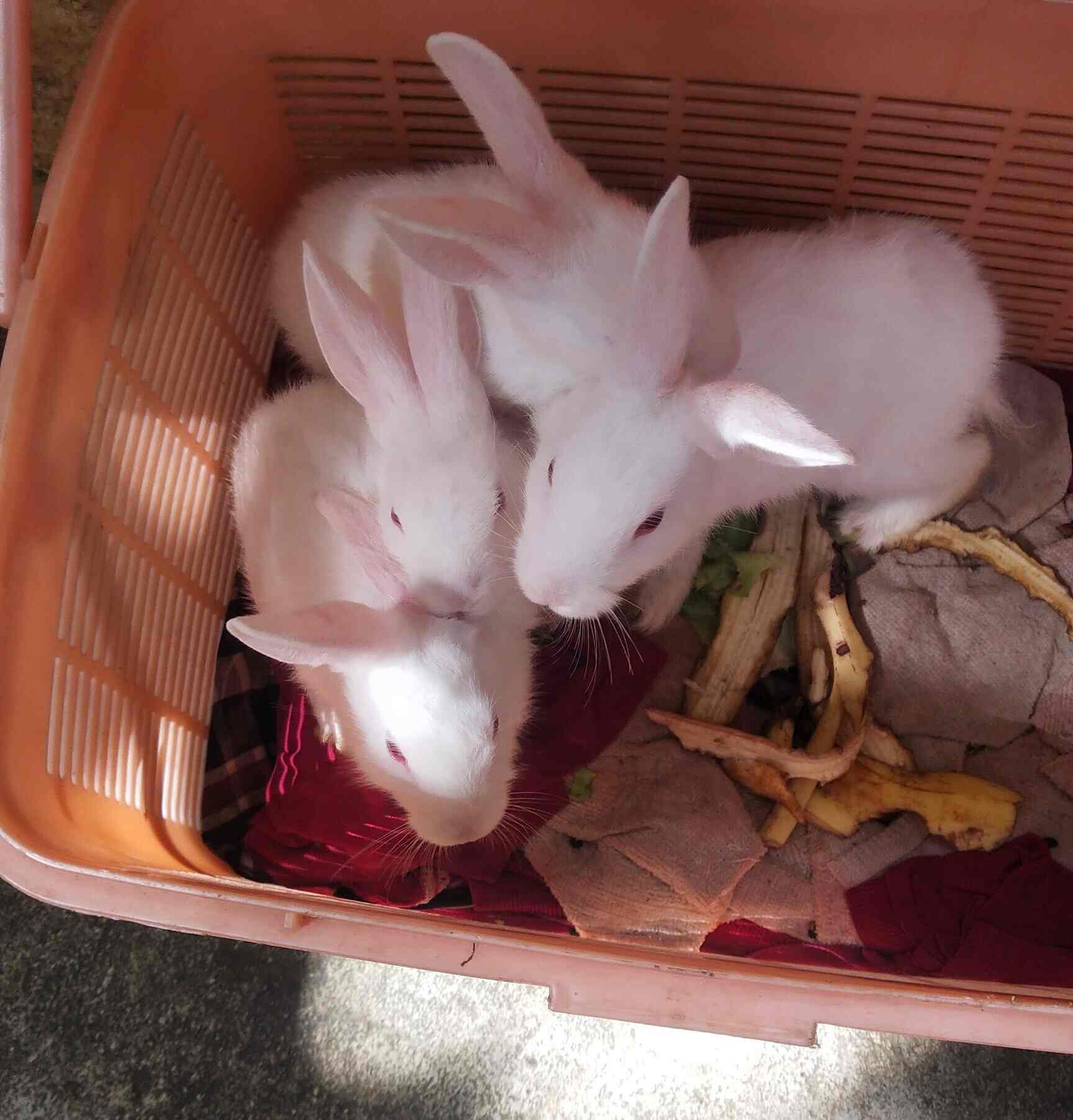 Top Rabbit Farming in Bangalore रैबिट फार्मिंग, बैंगलोर Best Rabbit