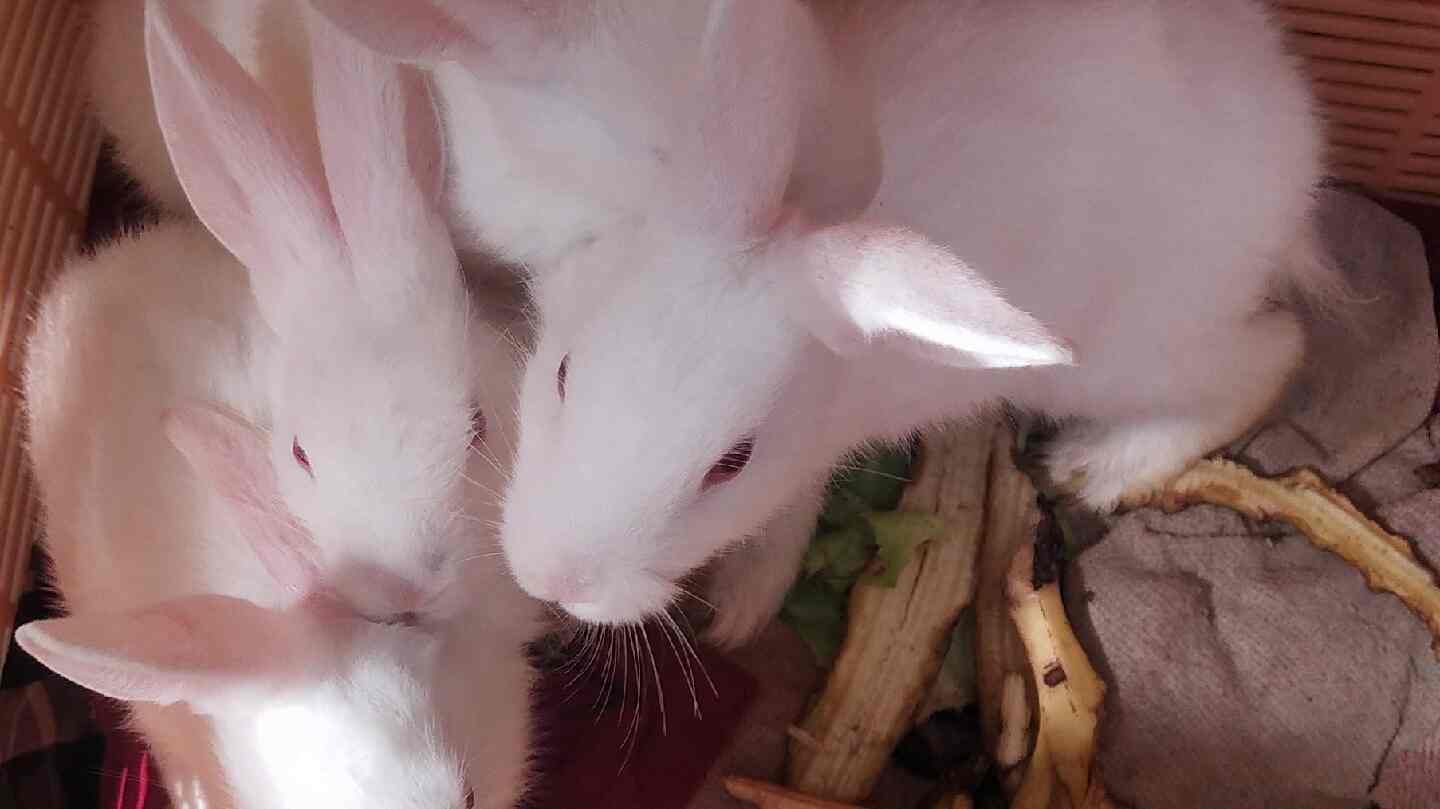 Top Rabbit Farming in Bangalore रैबिट फार्मिंग, बैंगलोर Best Rabbit