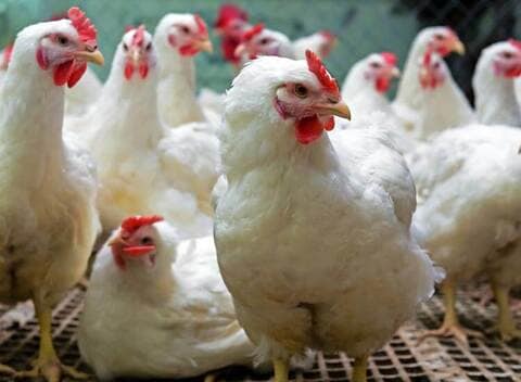 Skm Animal Feeds & Food India in Marathahalli, Bangalore Skm Animal Feeds & Food India in Marathahalli, Bangalore