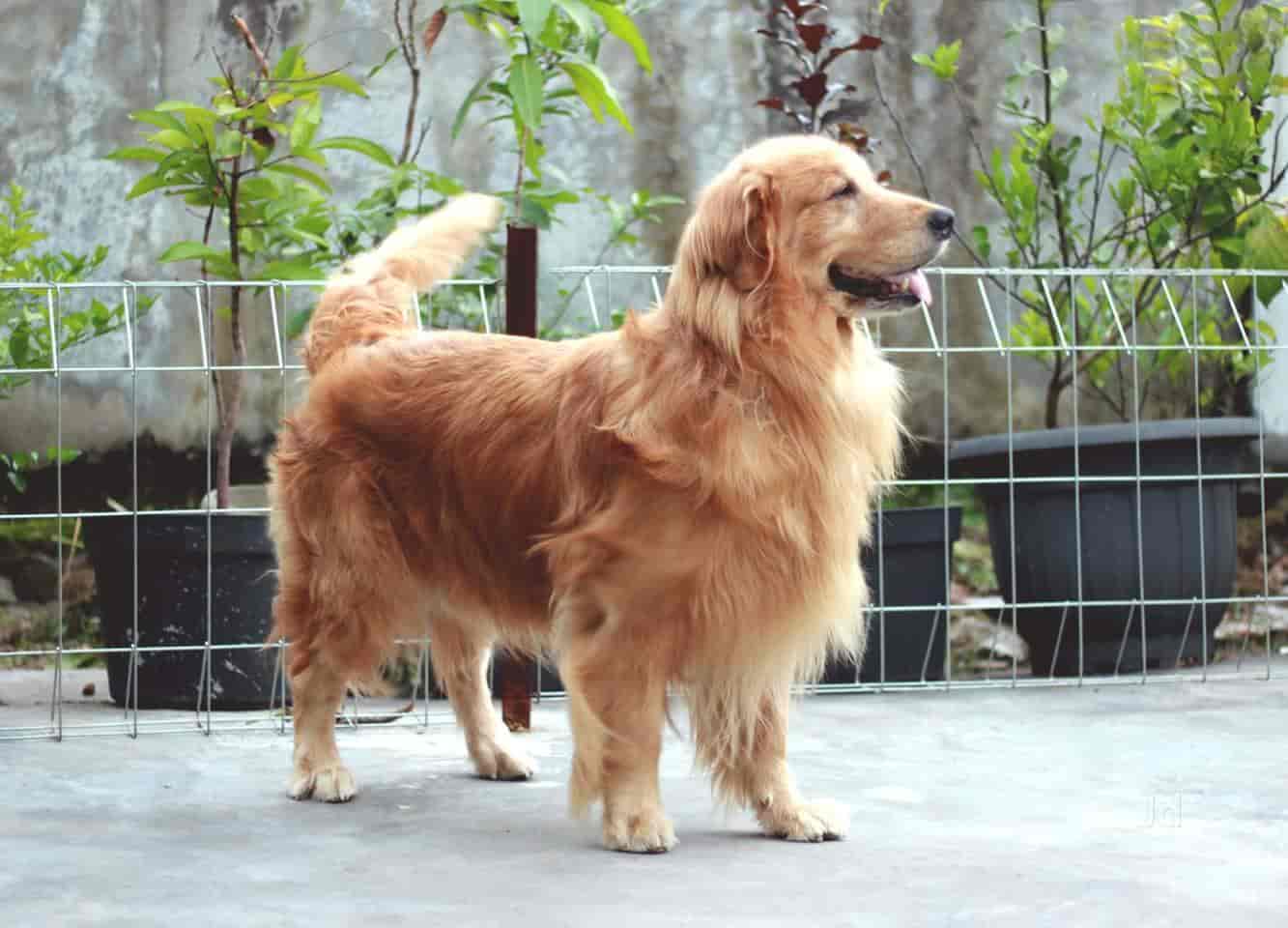Top Pet Shops For Golden Retriever Dog in Bannerghatta Road Best