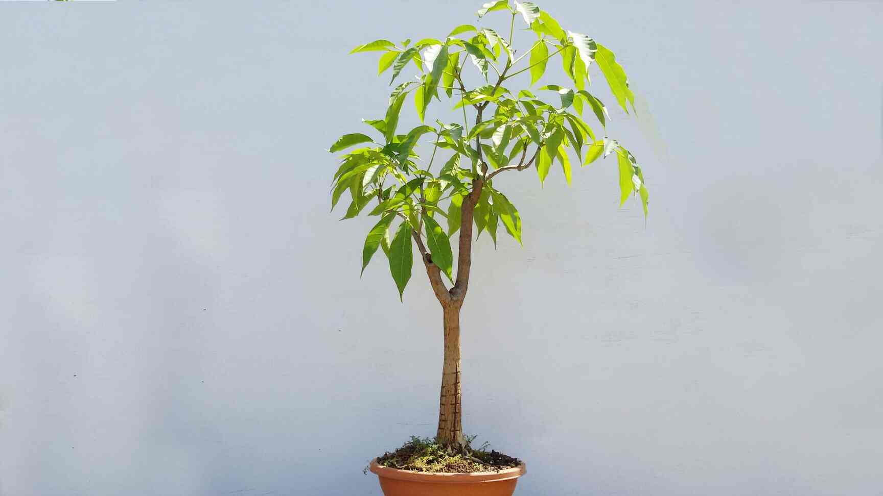 Top Bonsai Plantation in Ramohalli, Bangalore near me Justdial