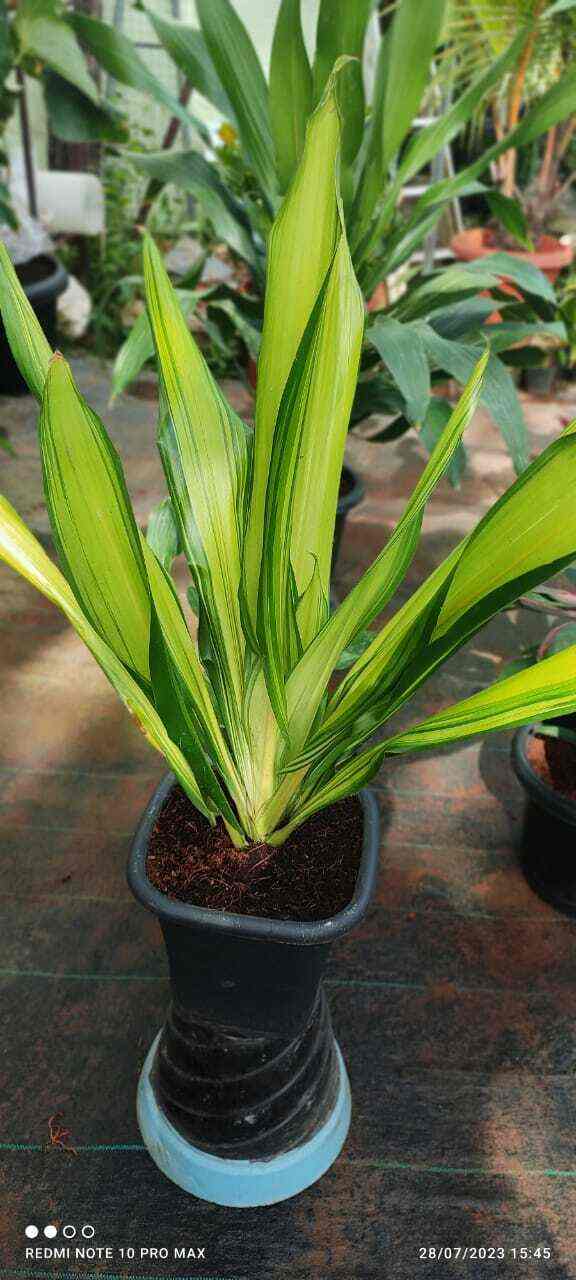 Top Ganga Nursery Plant Nurseries in Kozhikode Best Ganga Nursery