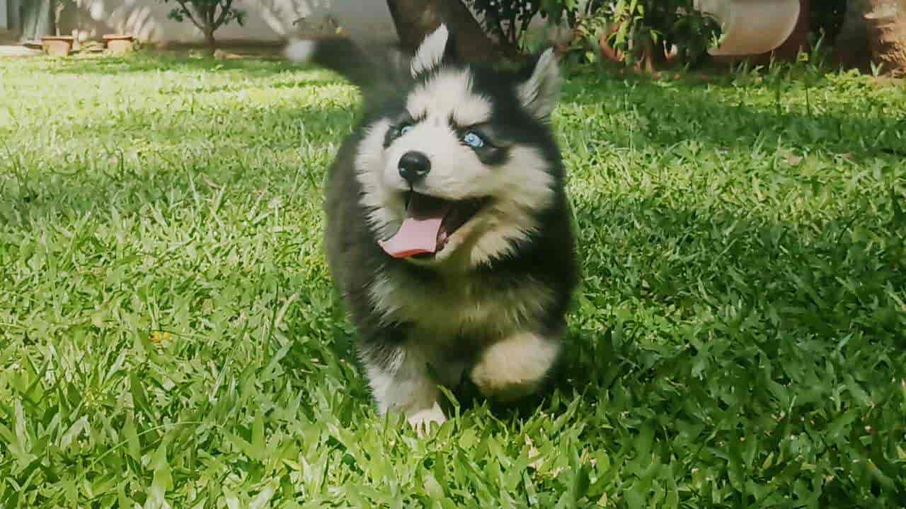 Puppy world koramangala top