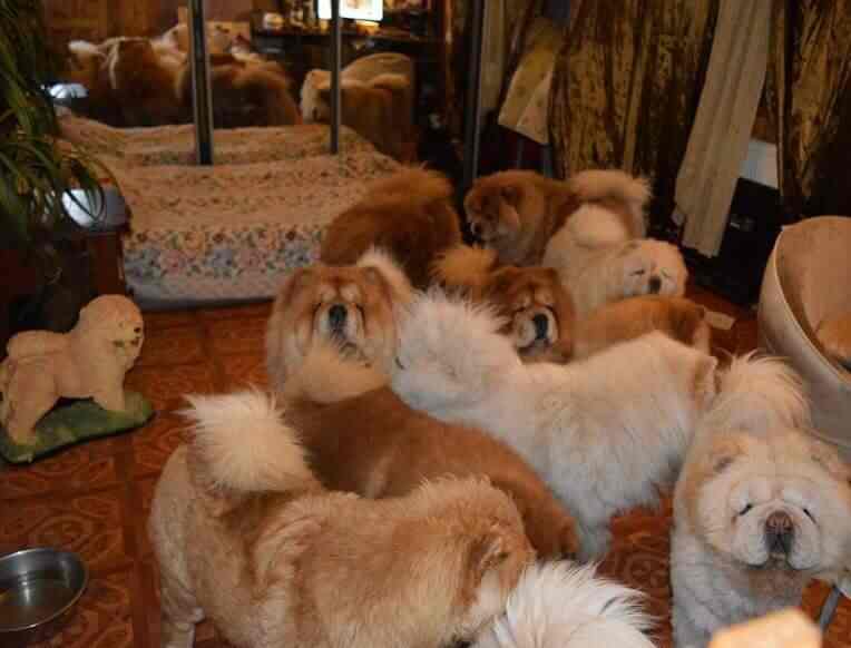 Top 20 Pet Shops In Sarjapur Road Bangalore Best Pet Store Suppliers Justdial