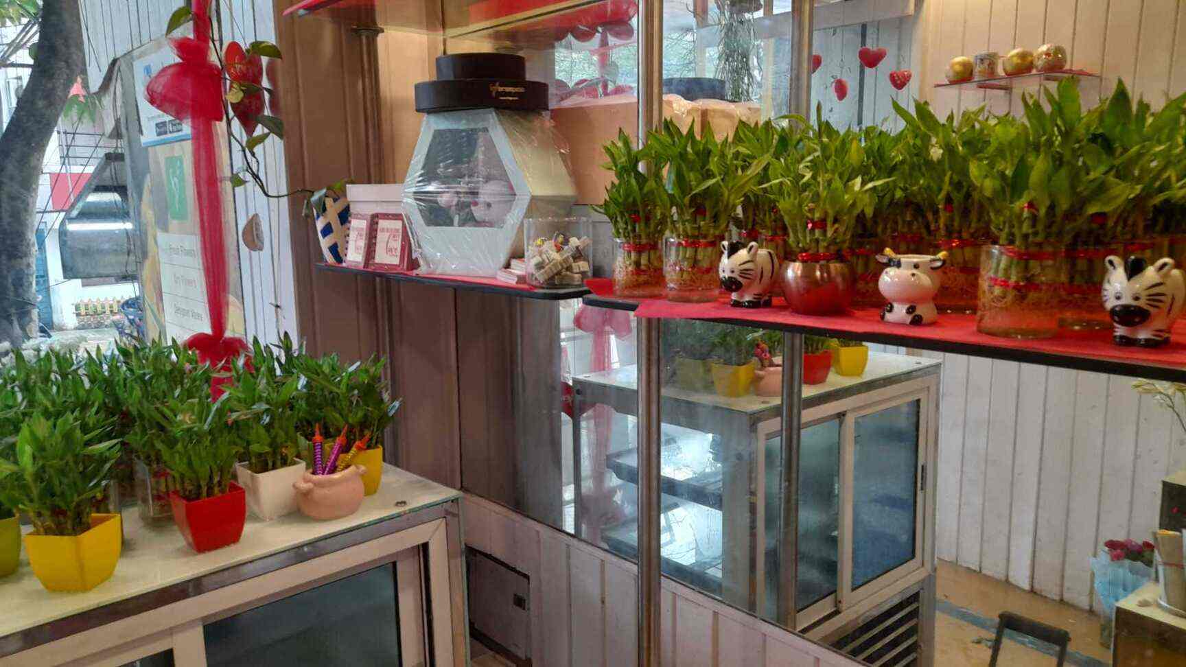 Top Ferns N Petals in Shivaji Nagar Best Fernsnpetals Bangalore near