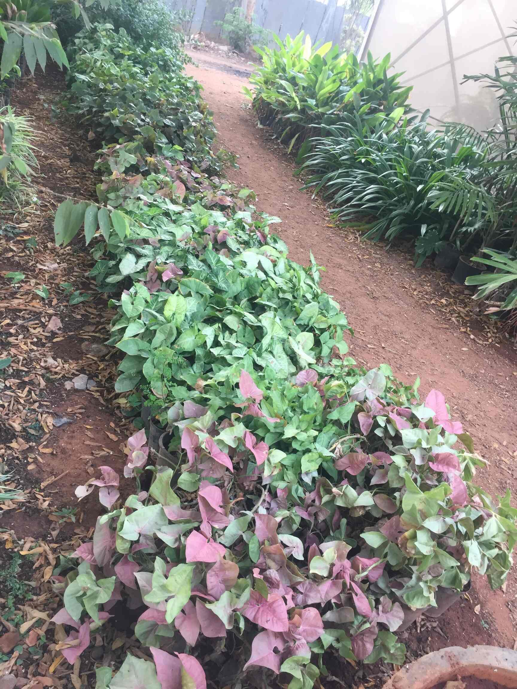 Catalogue Sujan Nursery in Hirandahalli , Bangalore Justdial