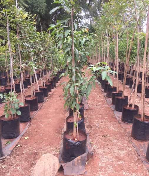 Top Forest Department near Mayo HallM G Road Best Forestry Services