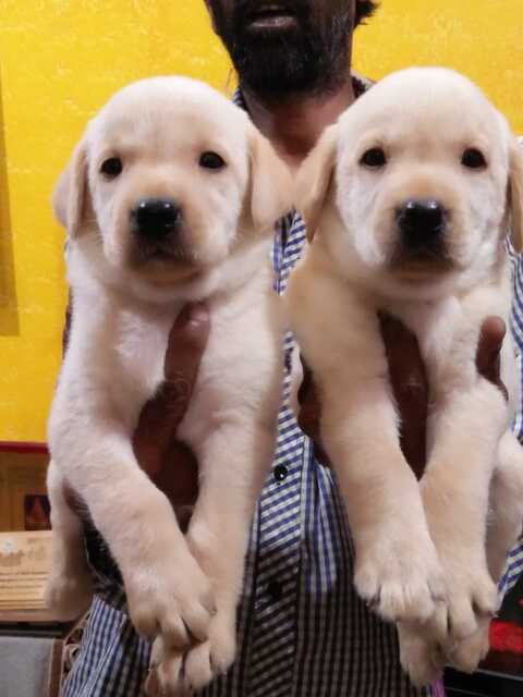 Labrador puppy shop near me cheap