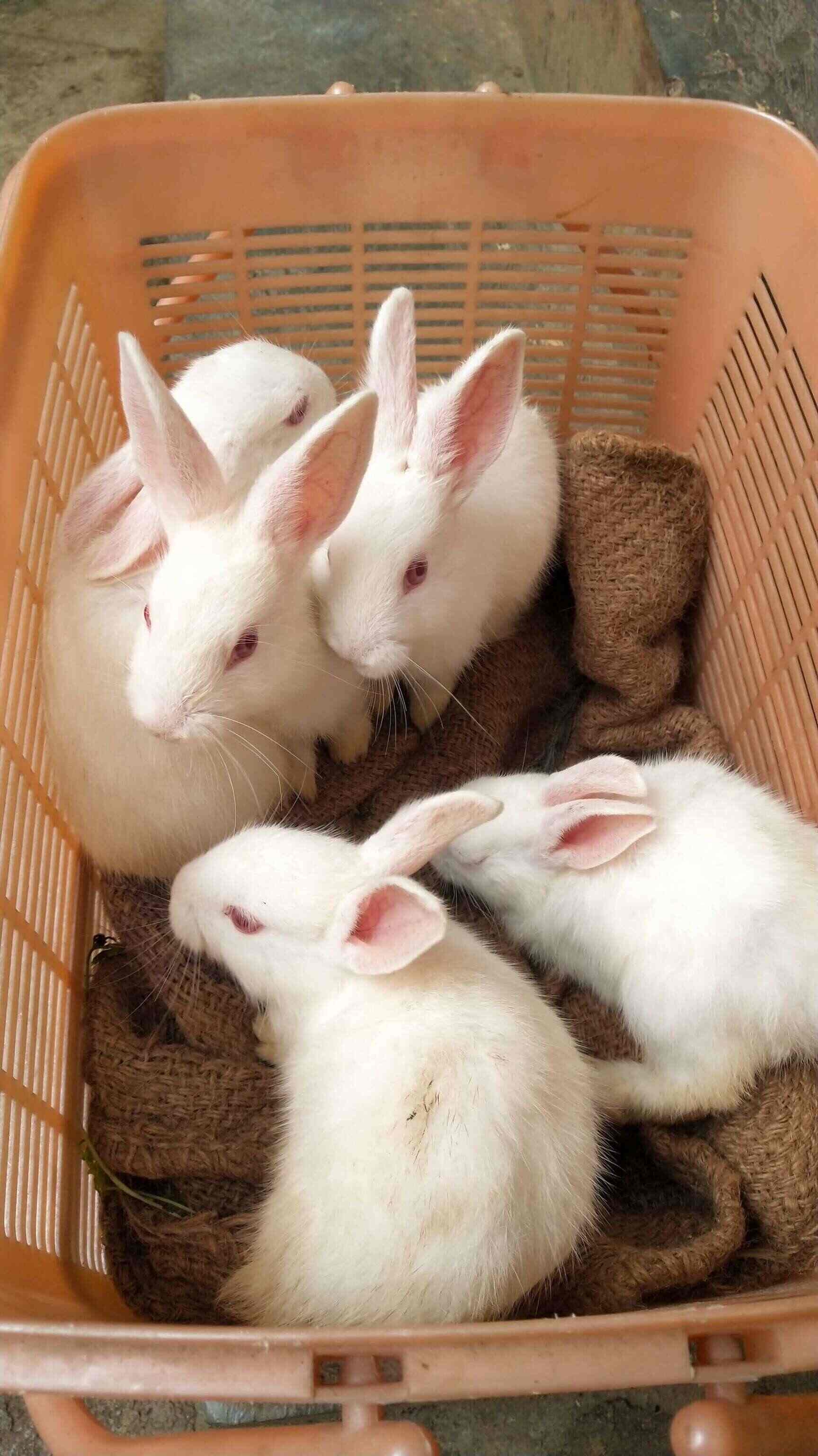 Top Rabbit Farming in Bangalore रैबिट फार्मिंग, बैंगलोर Best Rabbit