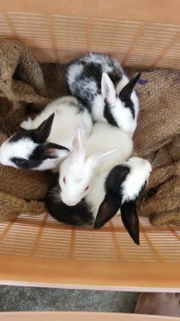 Top Rabbit Farming in Bangalore रैबिट फार्मिंग, बैंगलोर Best Rabbit