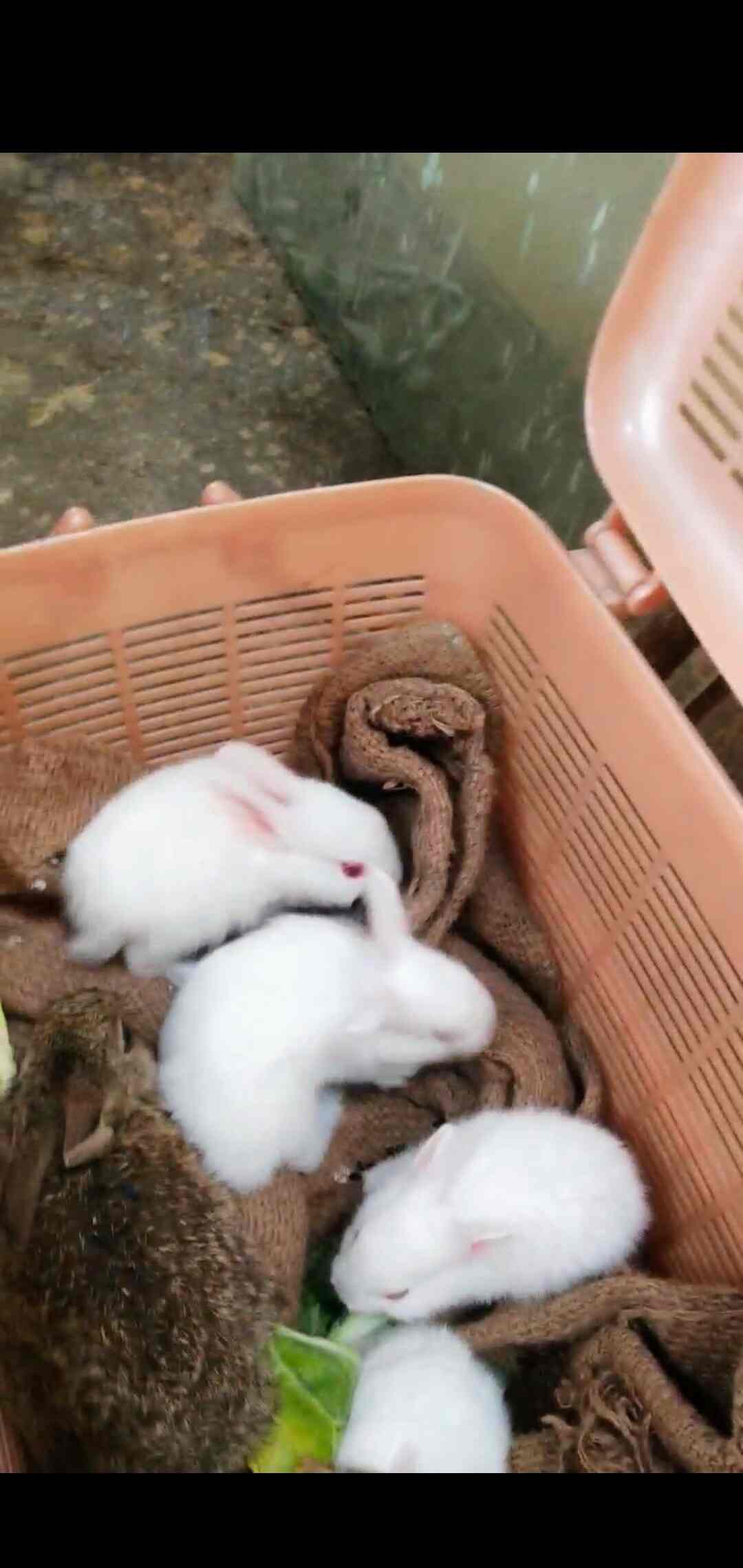 Top Rabbit Farming in Bangalore रैबिट फार्मिंग, बैंगलोर Best Rabbit