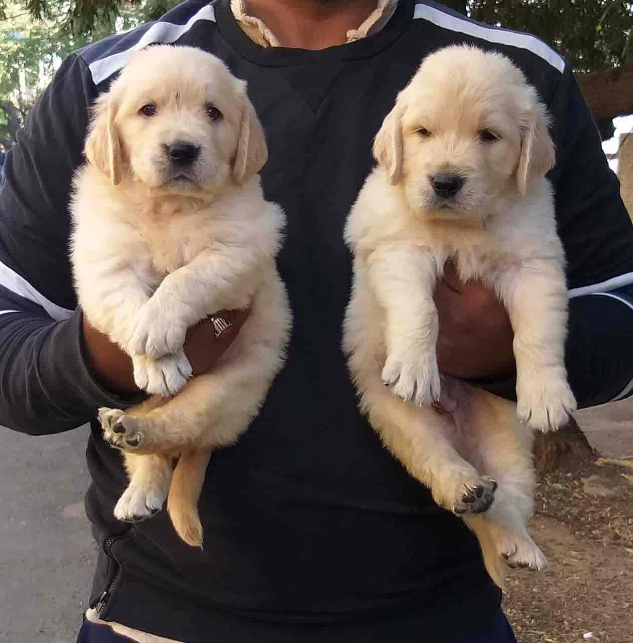 Ardendale kennels deals