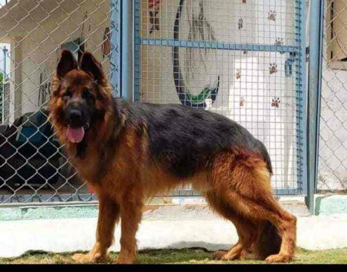 Your New Pup in Sarjapura,Bangalore Best Dog Boardings in Bangalore