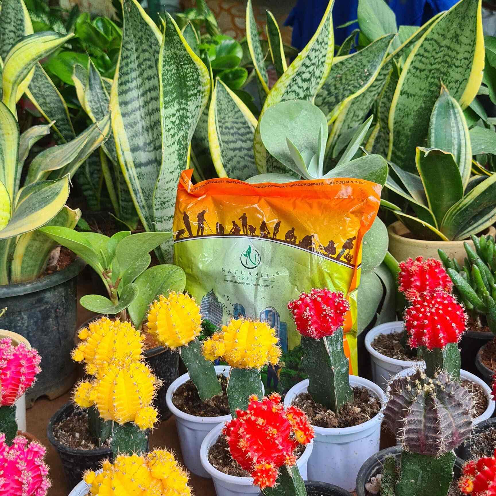 Catalogue Naturally Green in HSR Layout , Bangalore Justdial