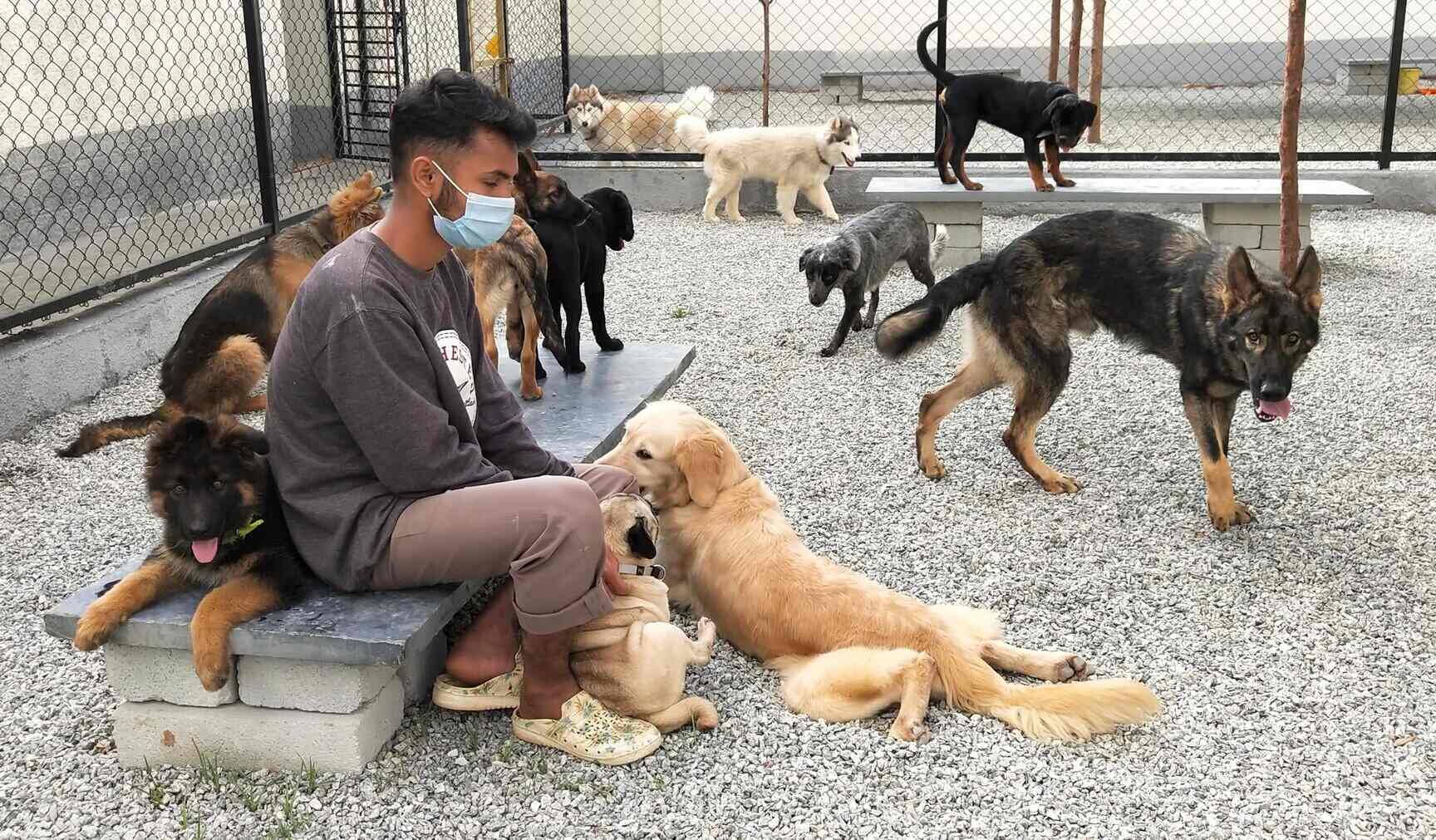 Top Pet Shops in Bangalore Best Pet Store near me Justdial