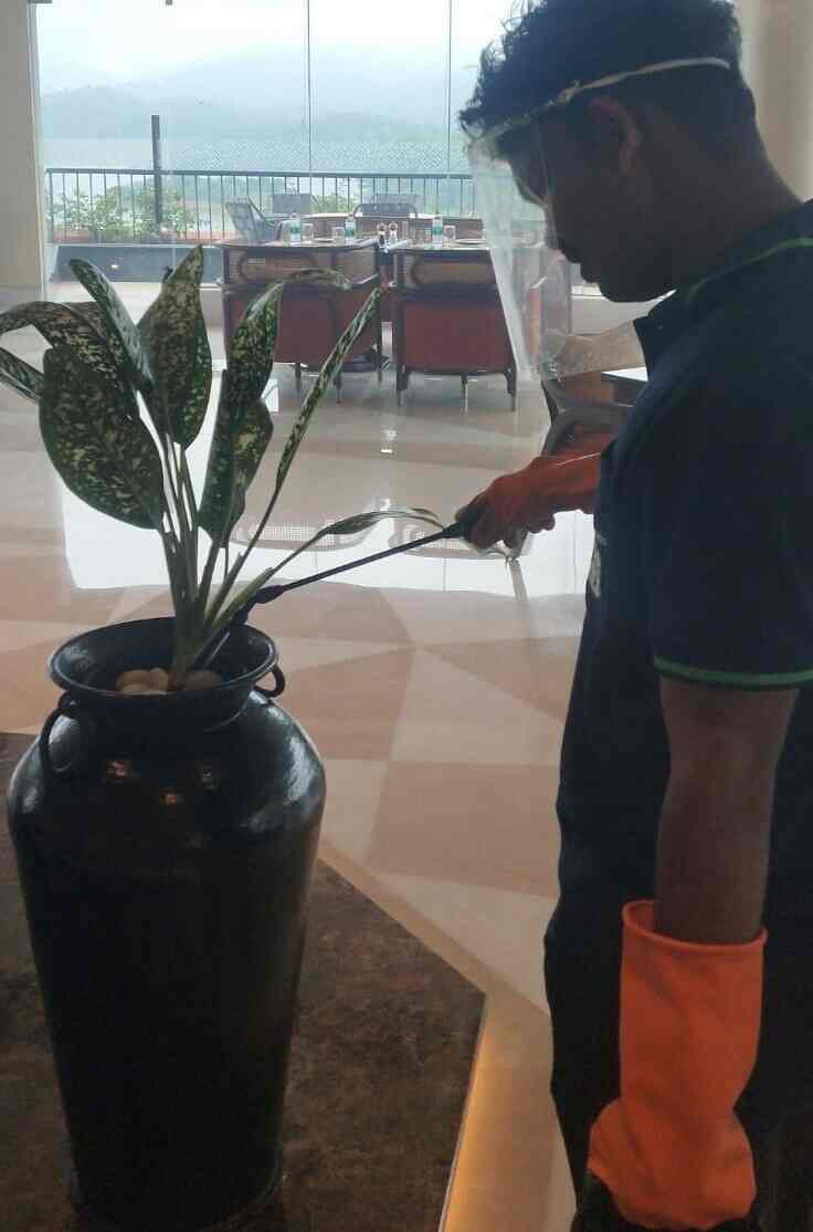 Gingerbays Pest Control Services in Domlur,Bangalore Best Gel Pest