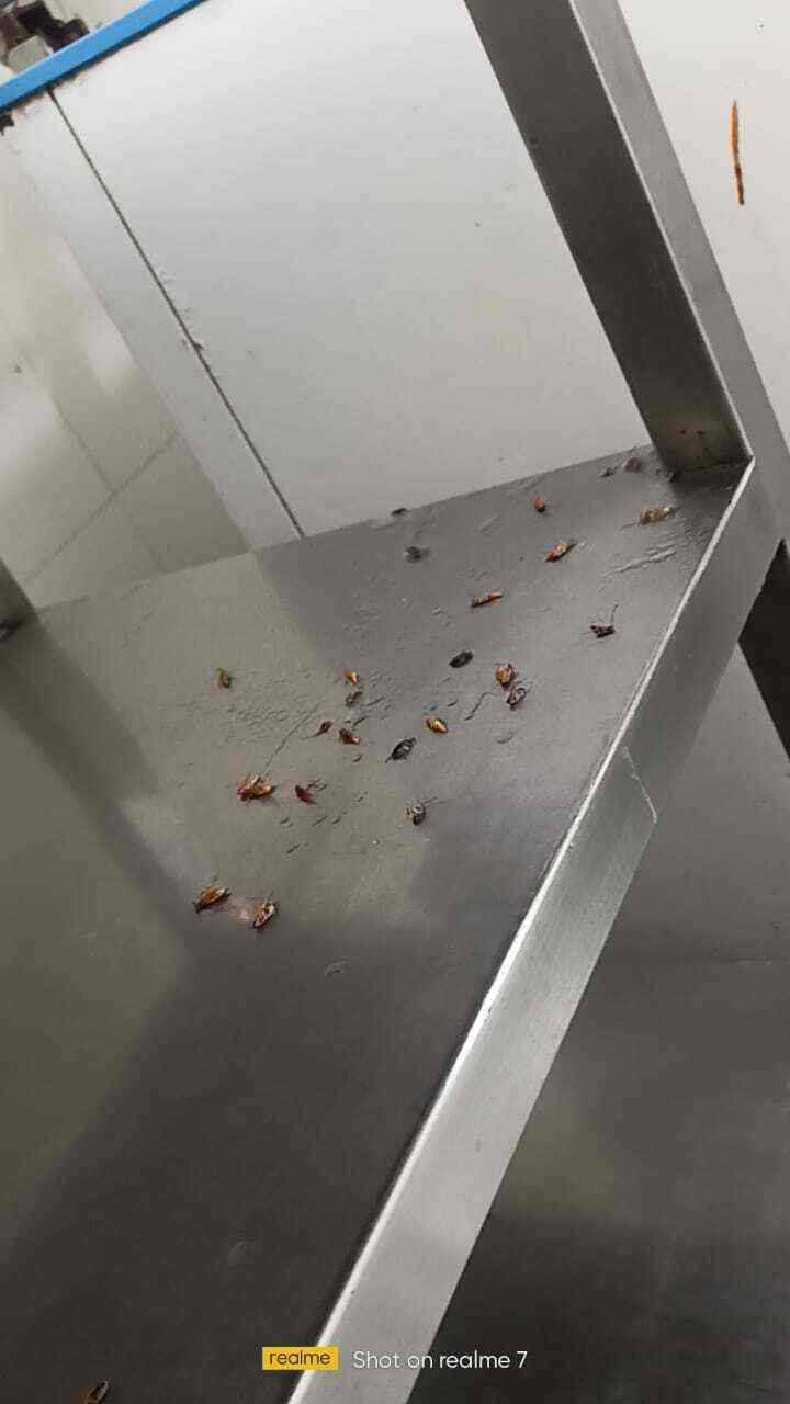 Gingerbays Pest Control Services in Domlur,Bangalore Best Gel Pest