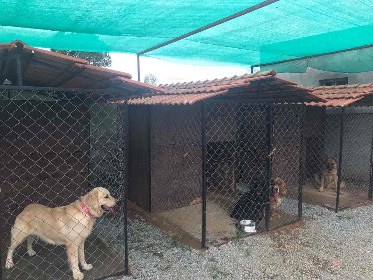 Shvan Kennel in Sarjapura,Bangalore Best Kennel Service in Bangalore Justdial