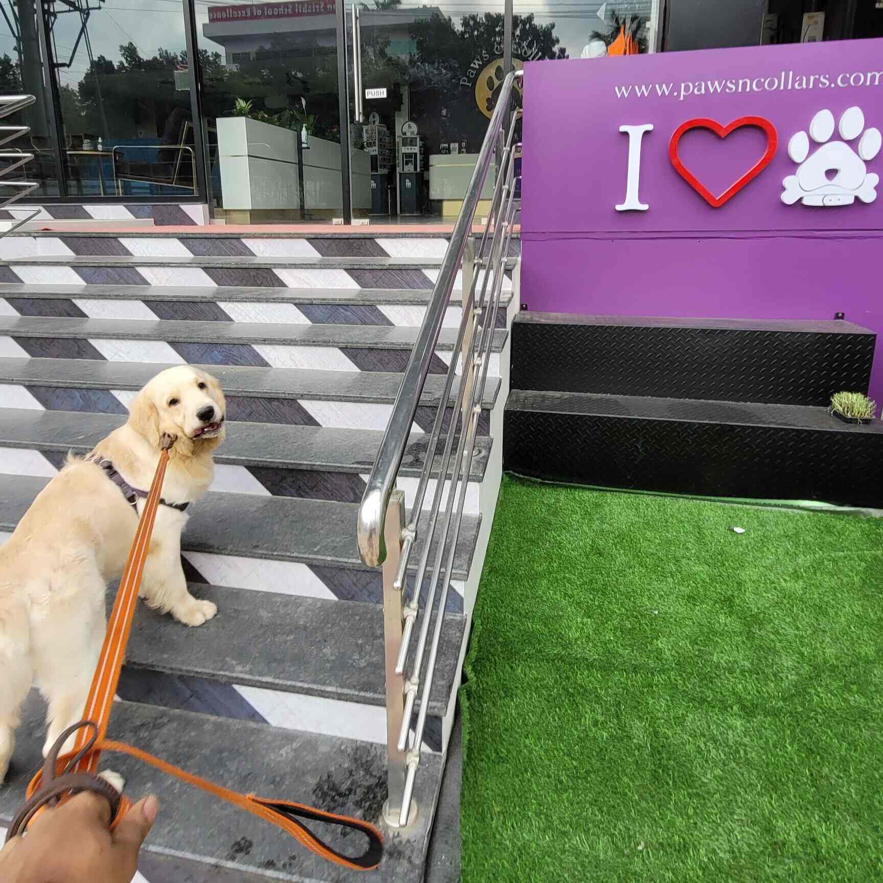 Dog shopping deals websites
