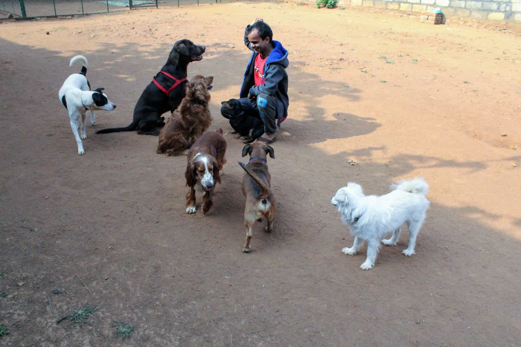 dog care takers near me