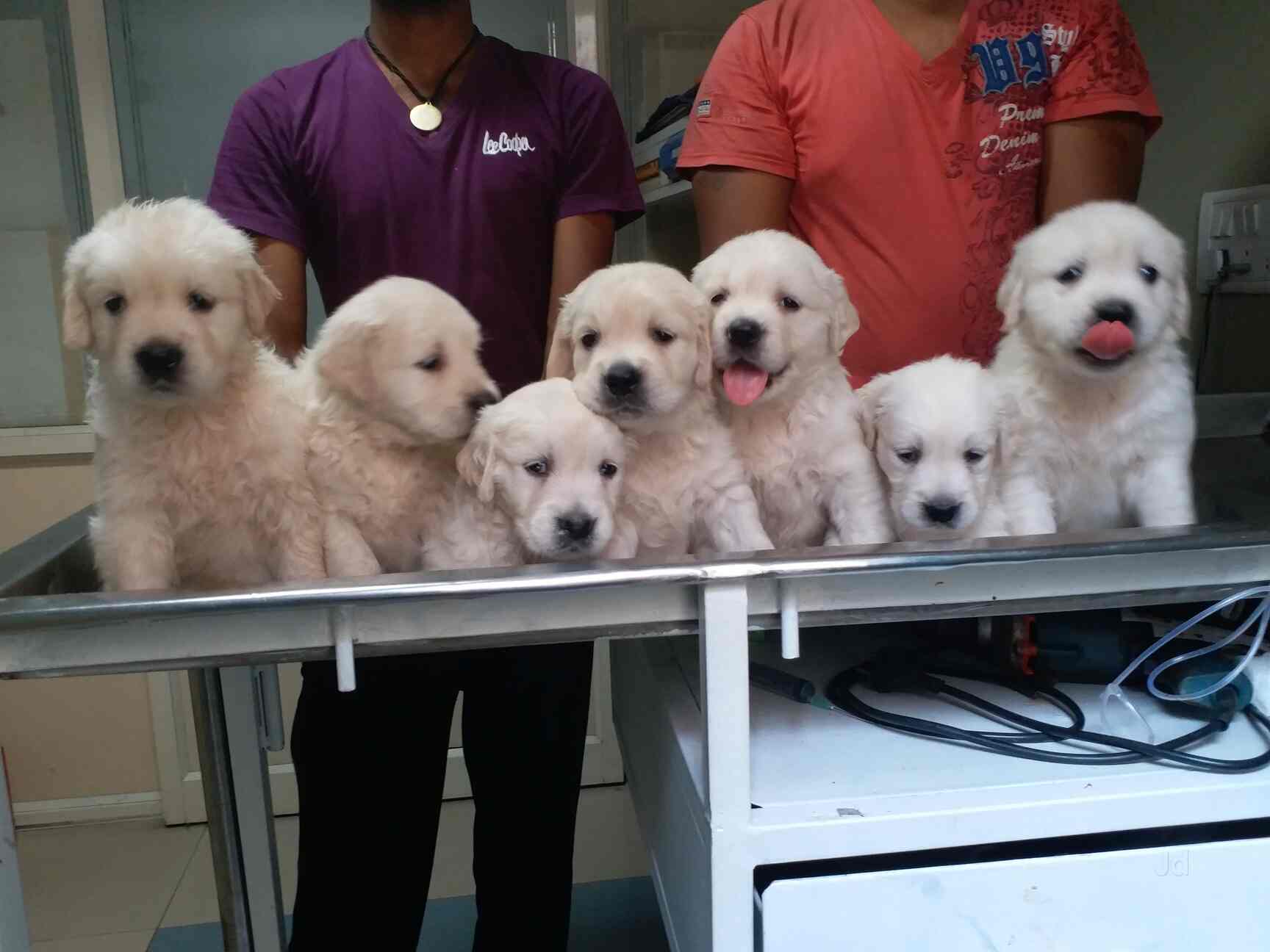 Top Pet Shops For Shiba Inu Dog In Bangalore Gpo Best