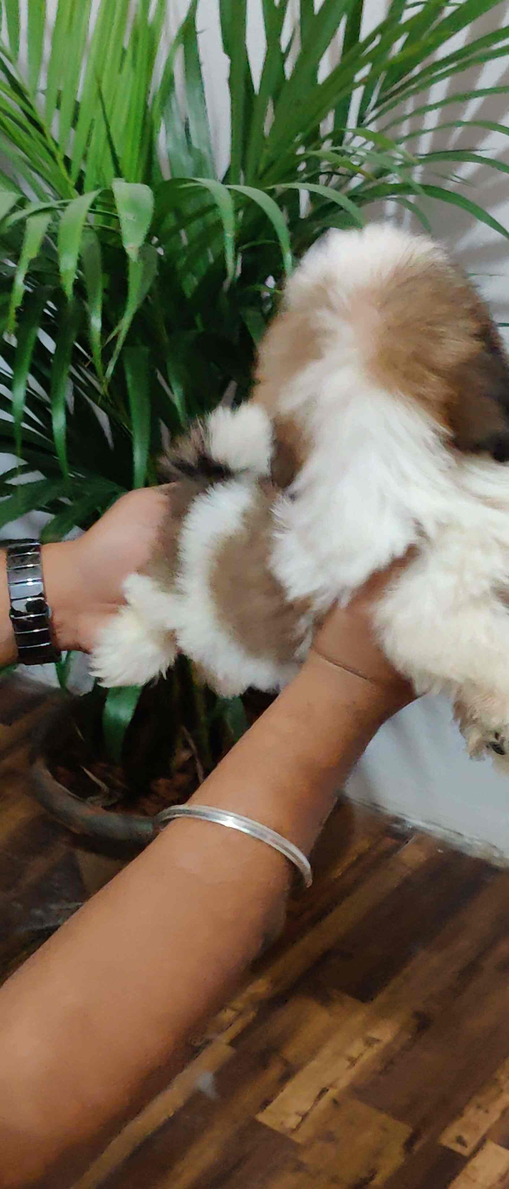 Top Pet Shops For Pug Dog in Punappa Layout Best Pet Stores For Pug