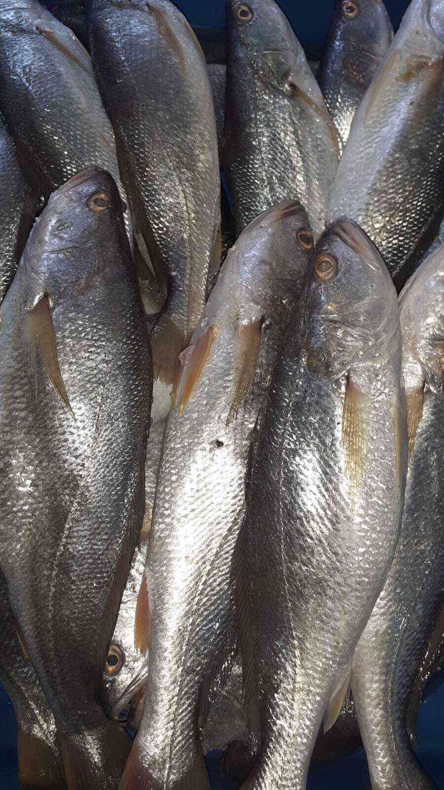 Top Fishing Equipment Dealers in Jayanagar 4th Block Best Fishing