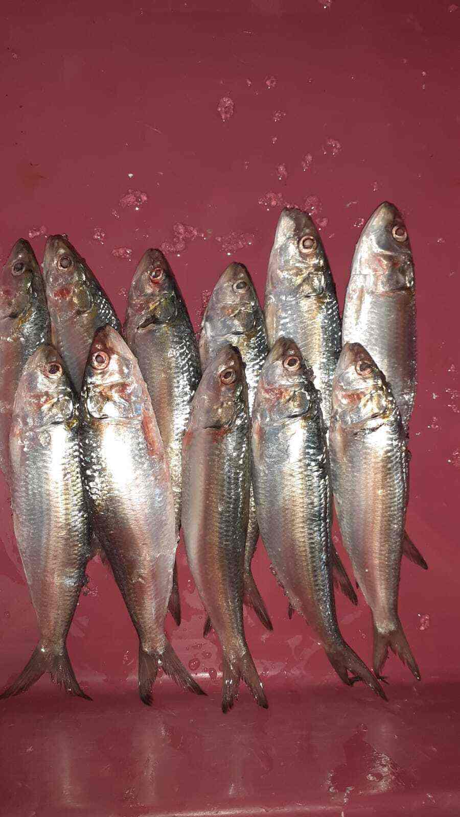 Top Fishing Equipment Dealers in Jayanagar 4th Block Best Fishing