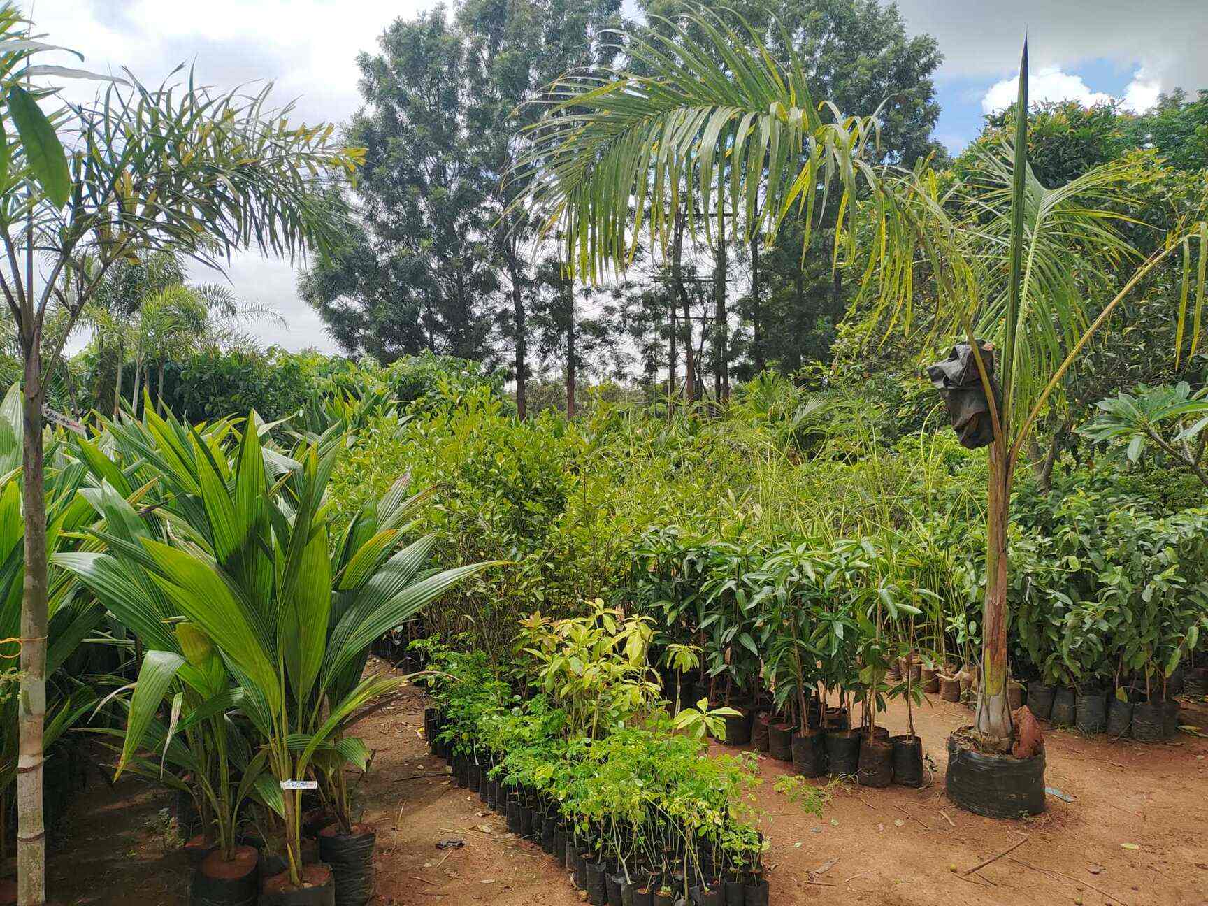 Top Fruit Plant Nurseries in Koramangala Best Custard Apple Plant Dealers Bangalore near me