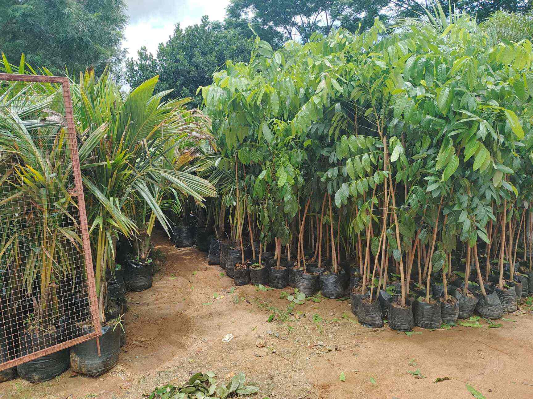 Top Fruit Plant Nurseries in Koramangala Best Custard Apple Plant