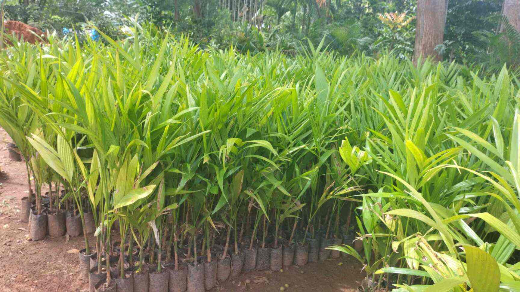 Top Fruit Plant Nurseries in Koramangala Best Custard Apple Plant