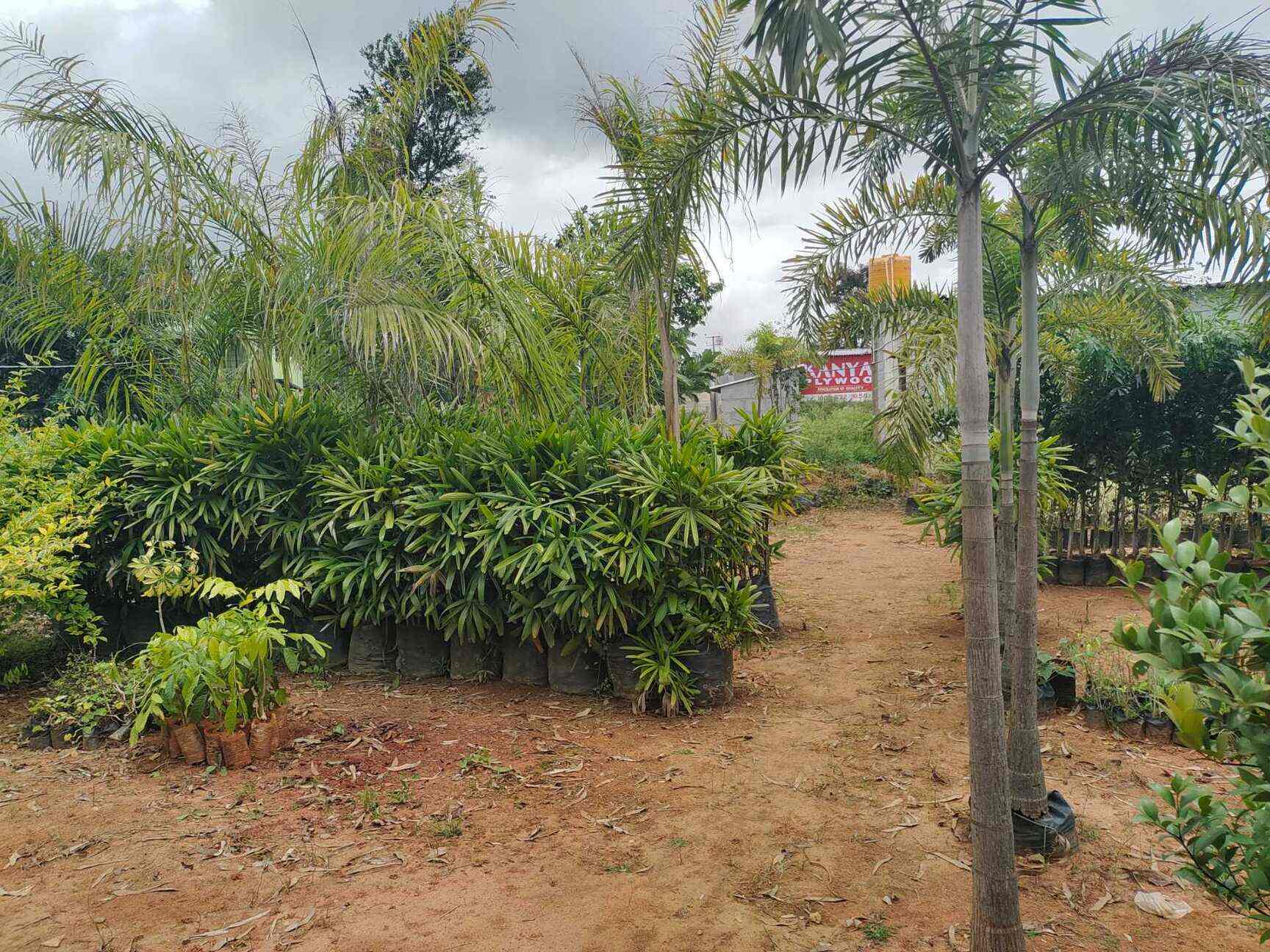 Top Fruit Plant Nurseries in Koramangala Best Custard Apple Plant