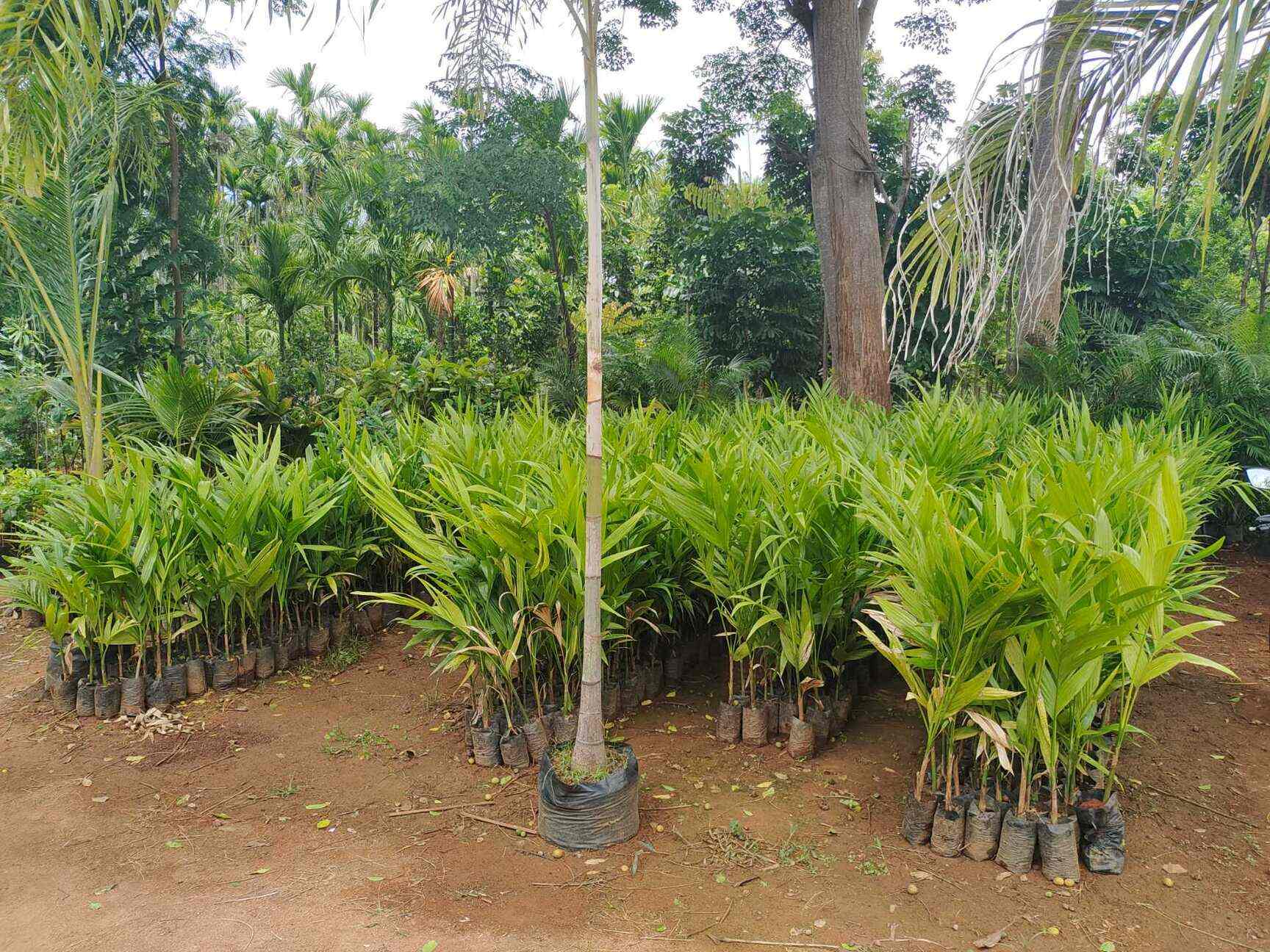 Top Fruit Plant Nurseries in Koramangala Best Custard Apple Plant Dealers Bangalore near me