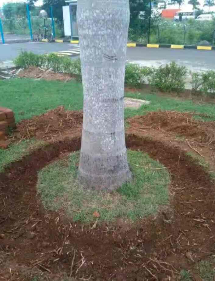 Top Tree Cutting Services in Ranganathapura Best Tree Trimming