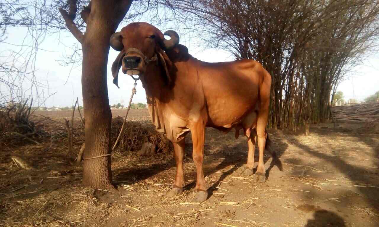 Top Rabbit Farming in Bangalore रैबिट फार्मिंग, बैंगलोर Best Rabbit