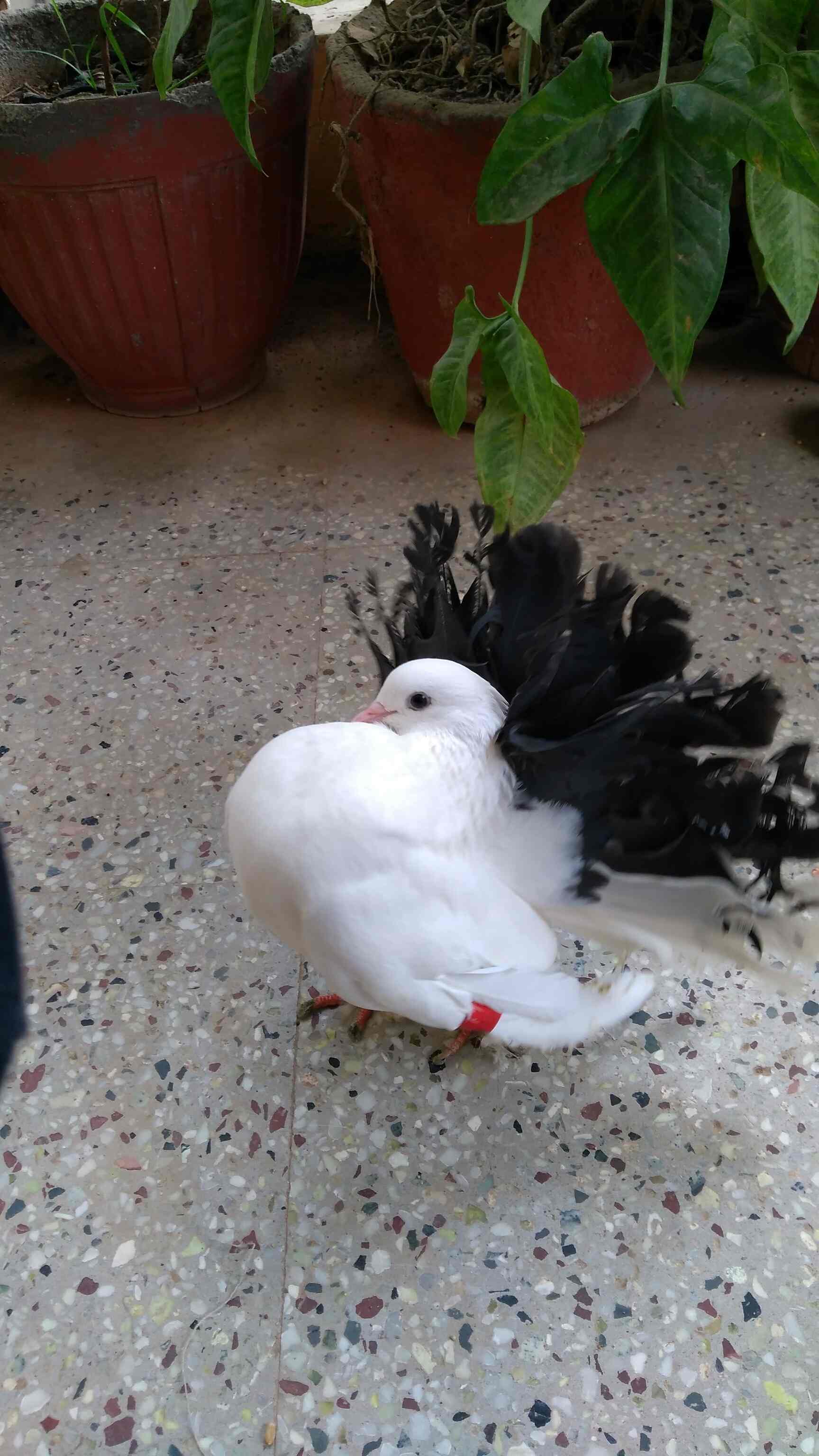 Yasir Pets & Birds in Govindapura,Bangalore - Best Pet Shops in Bangalore - Justdial Yasir Pets & Birds in Govindapura,Bangalore - Best Pet Shops in Bangalore - Justdial