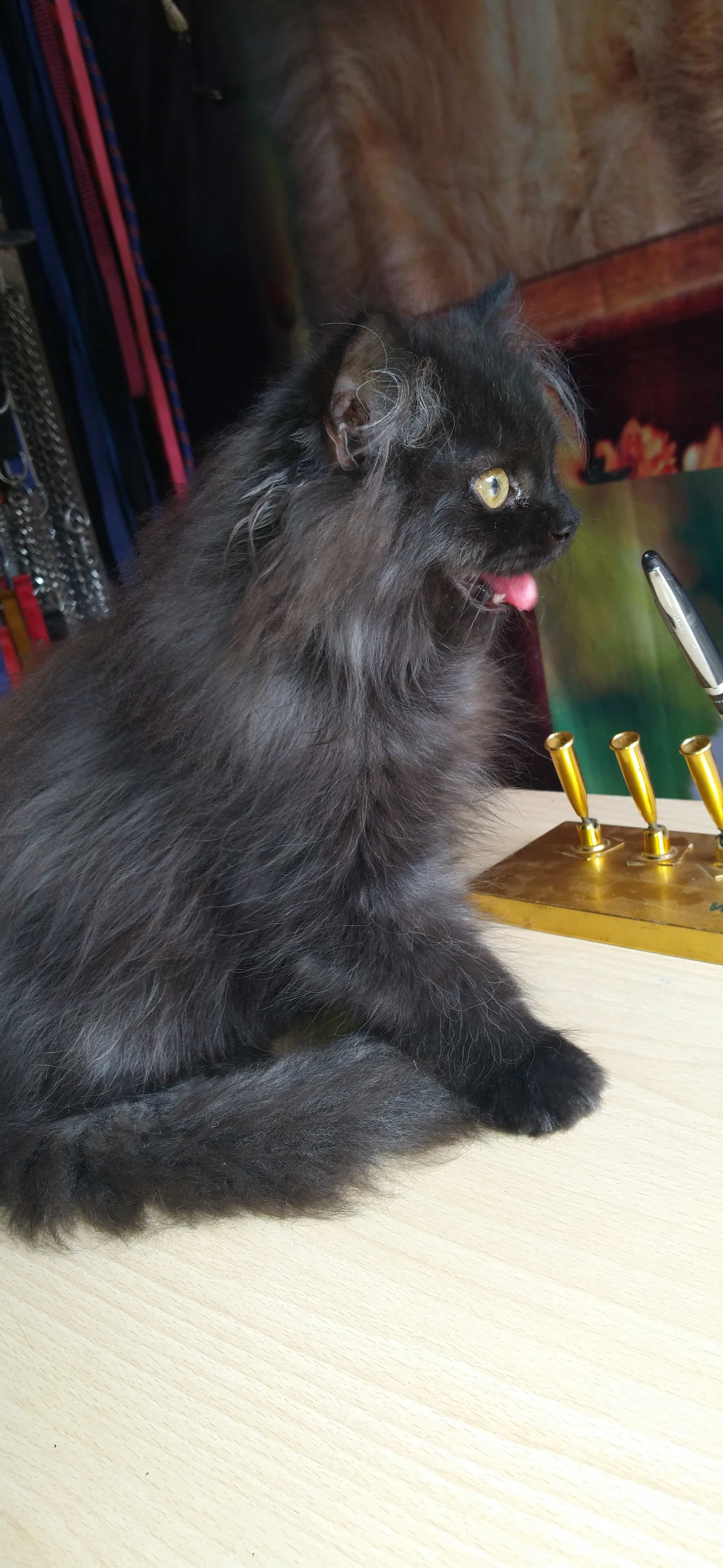 Ansh Pet Shop in Koharapeer,Bareilly Best Pet Shops in Bareilly